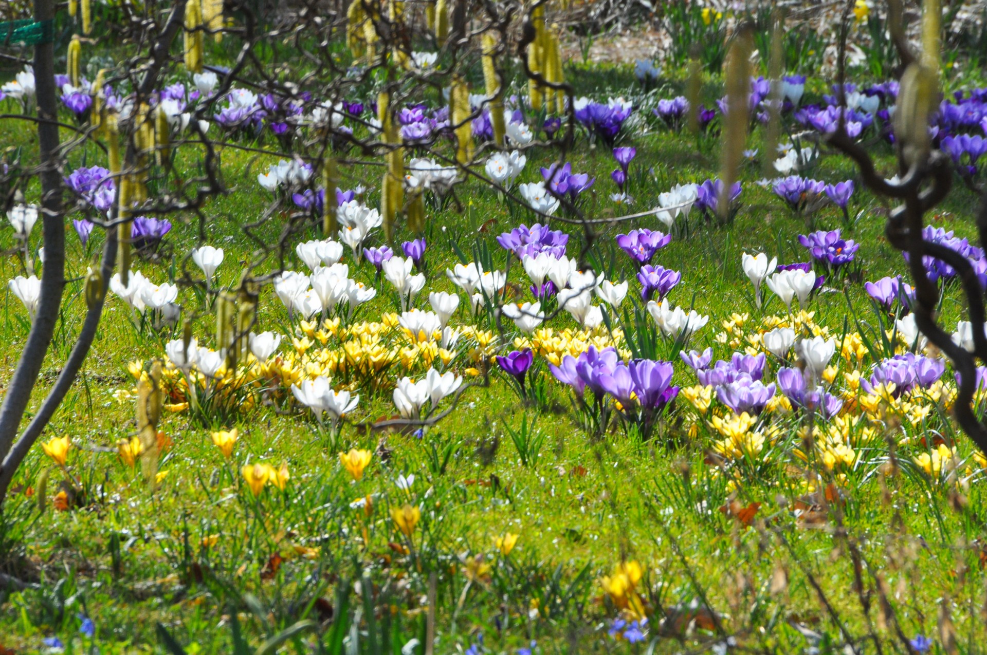 Sommerabend im Botanischen Garten mit der Profs Night Big