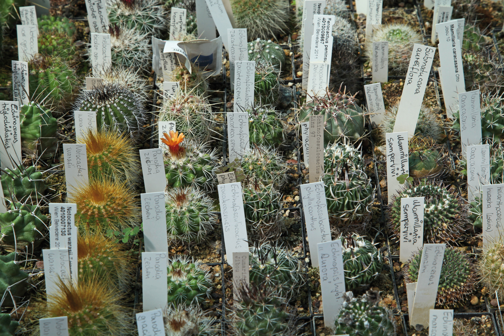 botanischer garten nürnberg