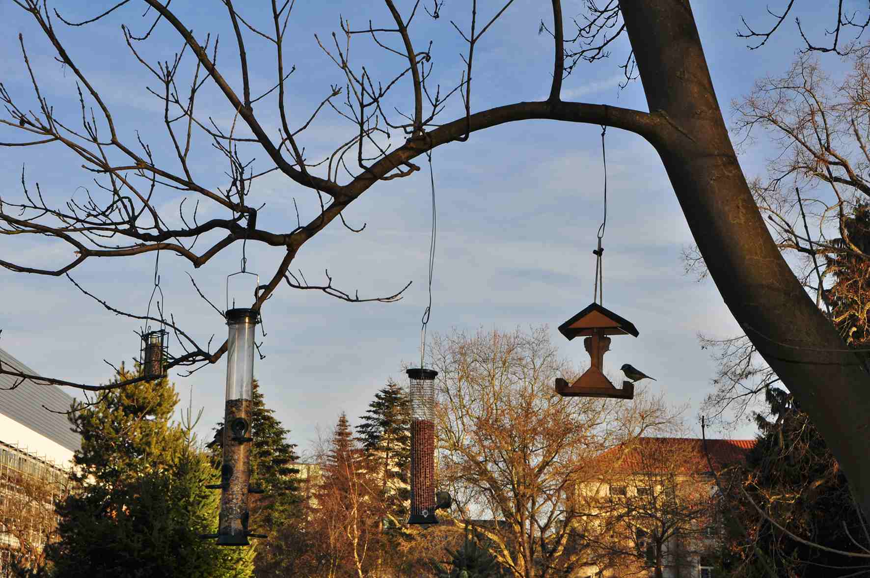 Fuhrung Wintervogel Im Botanischen Garten Friedrich Alexander