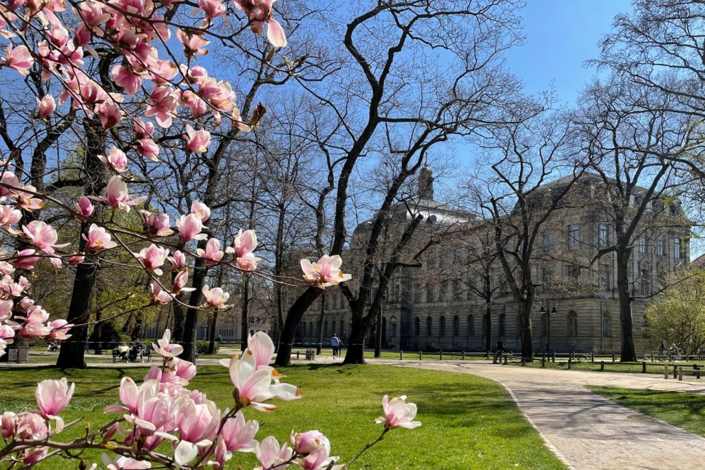 Magnolie im Schlossgarten im Hintergrund Kollegienhaus der FAU