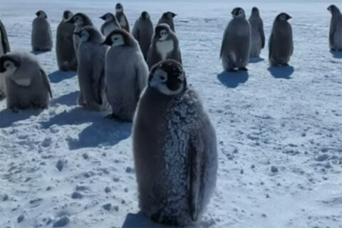 Pinguine im Eis