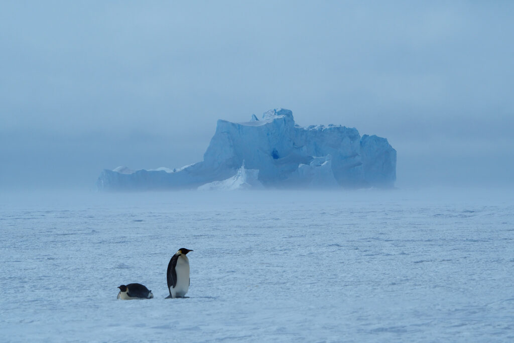 Zwei Kaiserpinguine in der Antarktis.