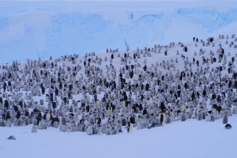 Eine große Kaiserpinguinkolonie in der Antarktis.
