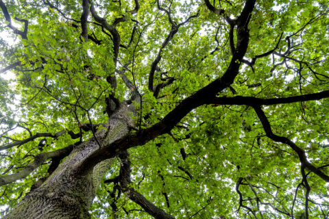 Blick von unten in einen Baum hoch.